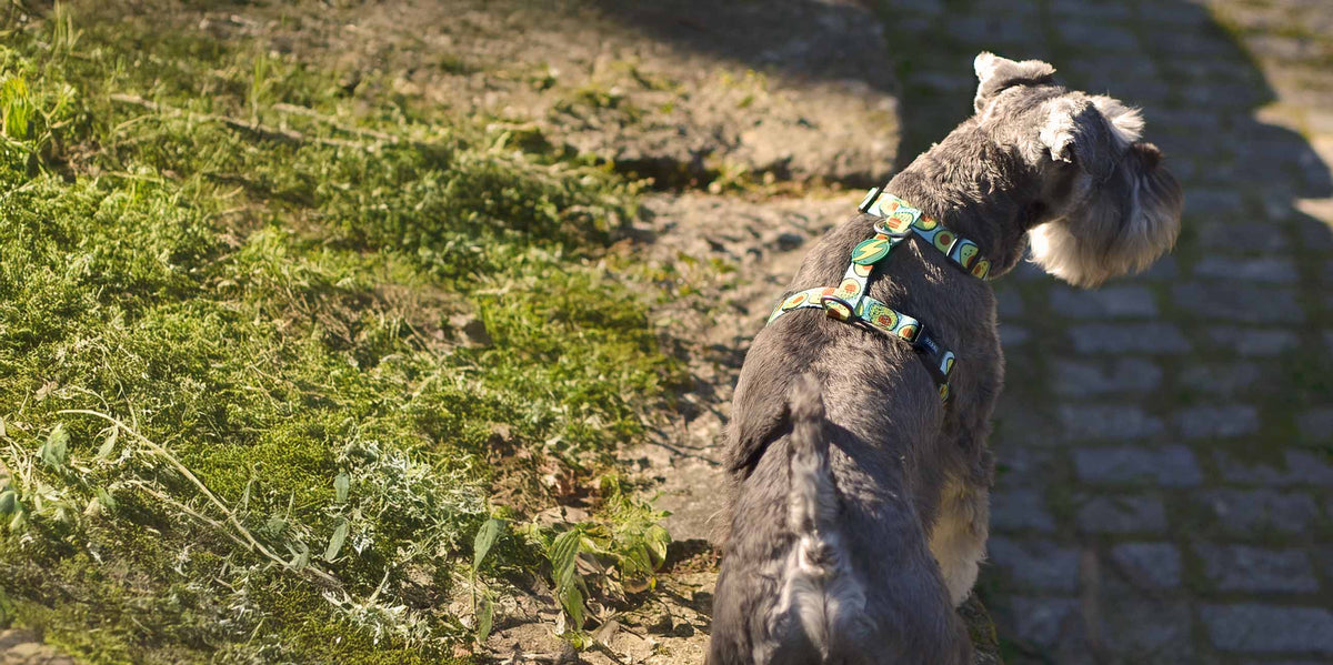 Dashi Avocado Back Harness — product view 4