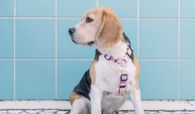 Dashi Donut Back Harness — product view 2