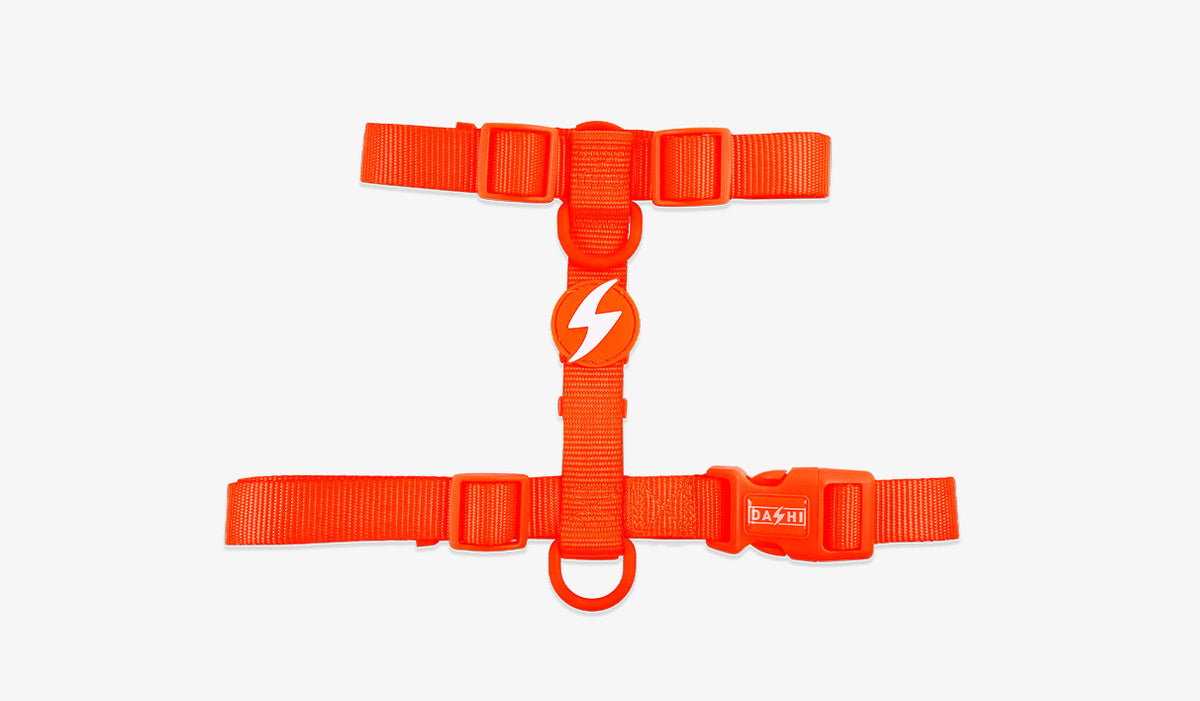 Dashi Neon Orange Back Harness — official Dashi product photo