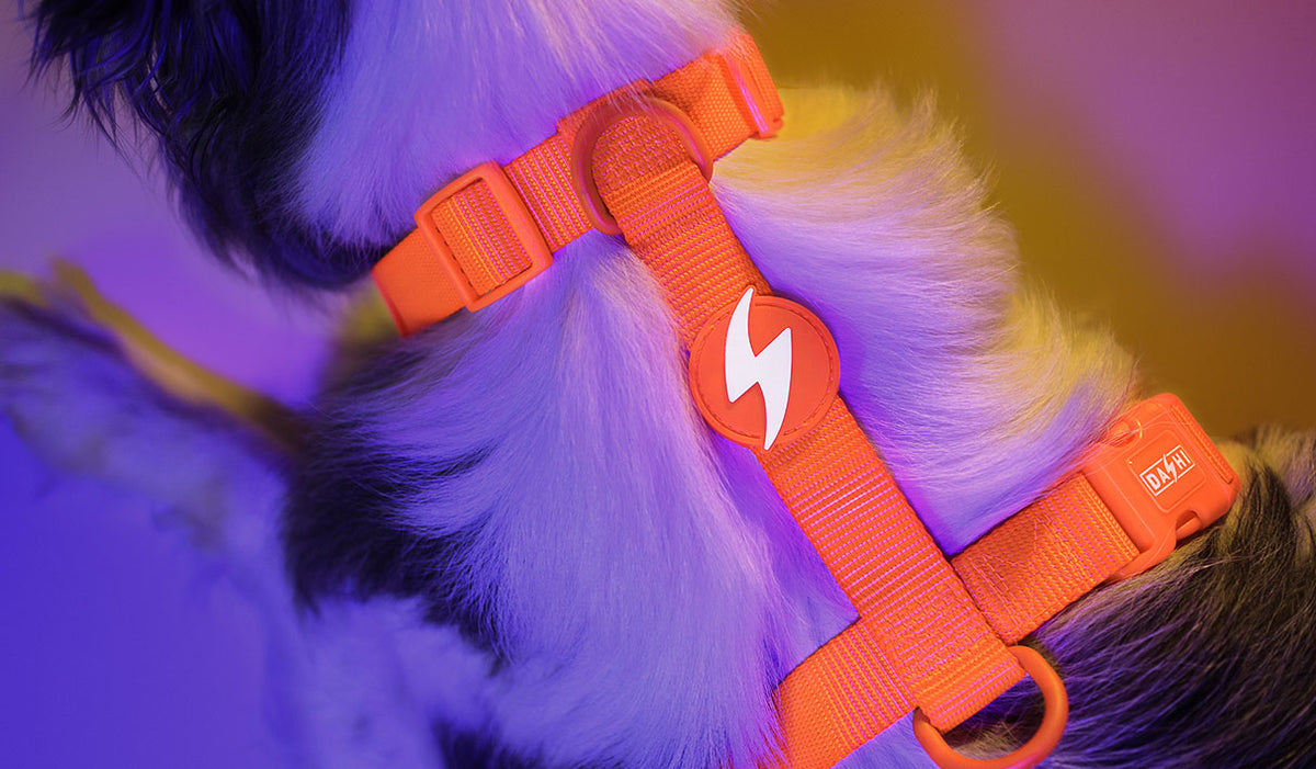 Dashi Neon Orange Back Harness — product view 2