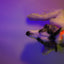 Dashi Neon Orange Back Harness — product view 3