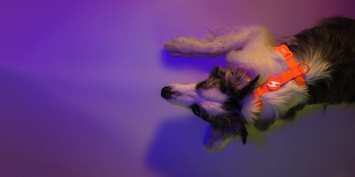 Dashi Neon Orange Back Harness — product view 3