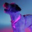 Dashi Neon Pink Back Harness — product view 2