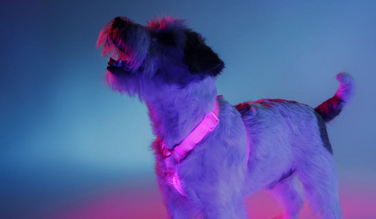Dashi Neon Pink Back Harness — product view 2