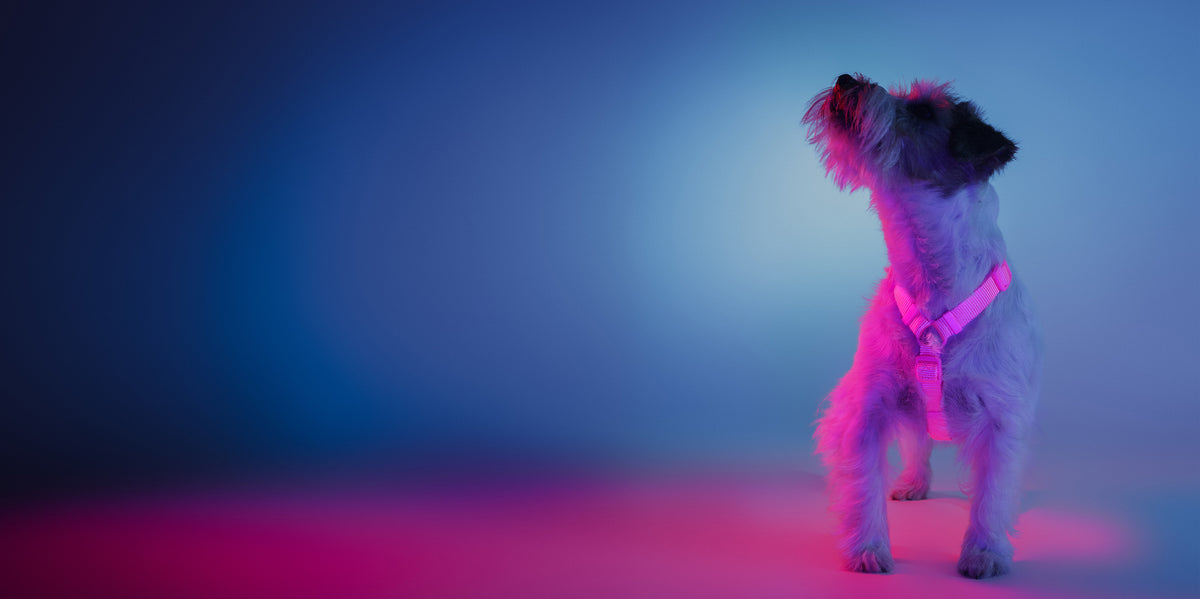 Dashi Neon Pink Back Harness — product view 3