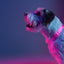 Dashi Neon Pink Back Harness — product view 4