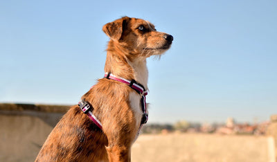 Dashi Stripes3 Purple & Black Back Harness — product view 2