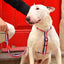 Dashi Stripes3 Red & Blue Back Harness — product view 2
