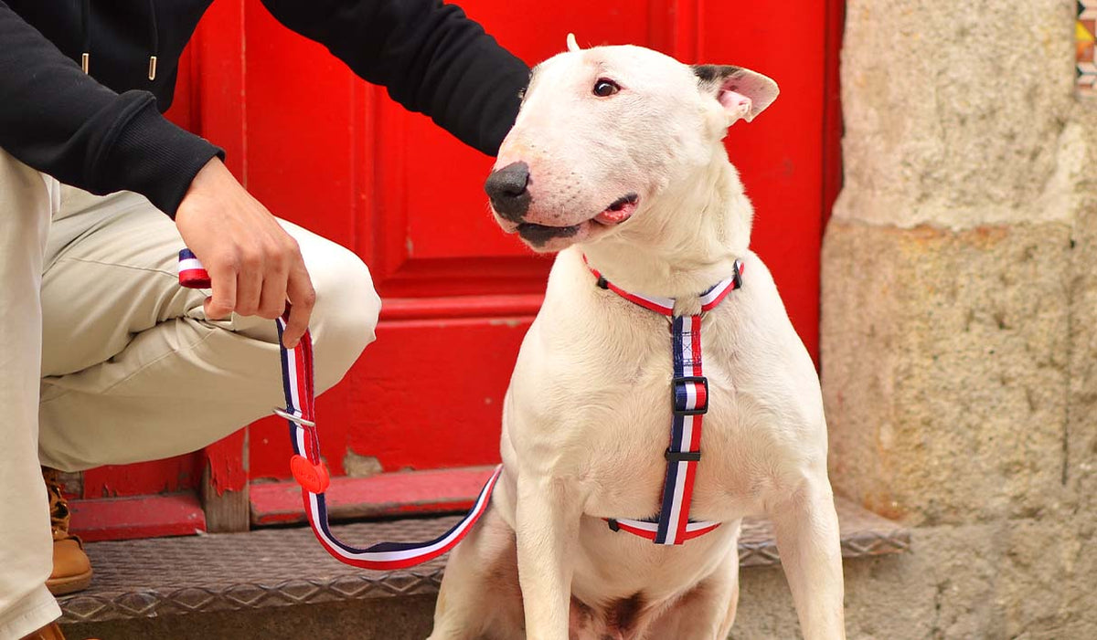 Dashi Stripes3 Red & Blue Back Harness — product view 2