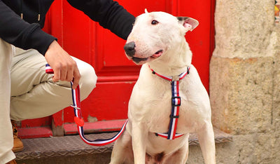Dashi Stripes3 Red & Blue Back Harness — product view 2