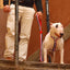 Dashi Stripes3 Red & Blue Back Harness — product view 3