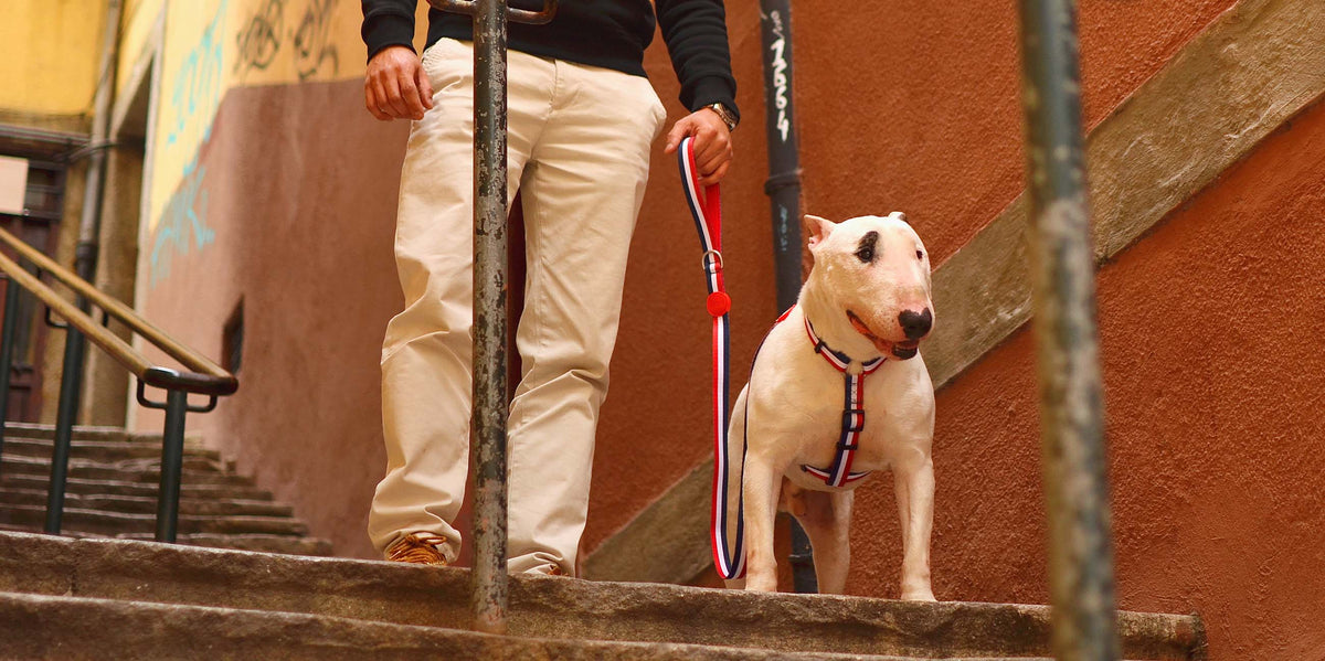 Dashi Stripes3 Red & Blue Back Harness — product view 3