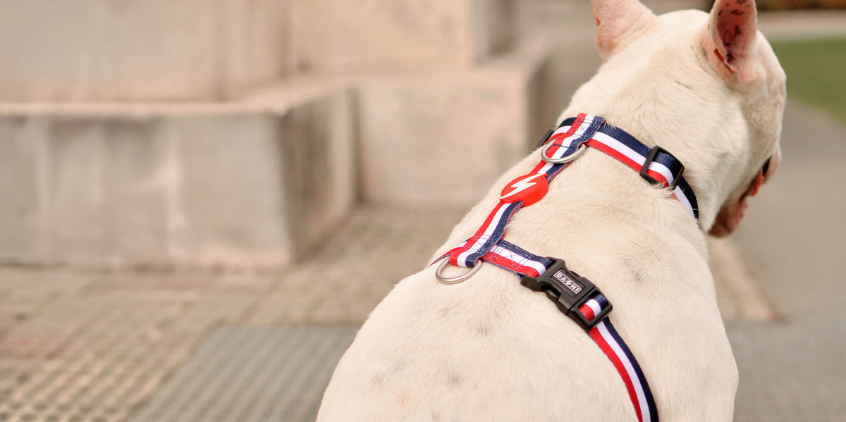 Dashi Stripes3 Red & Blue Back Harness — product view 4