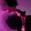 Dashi Neon Pink Cat Harness + Leash — product view 2
