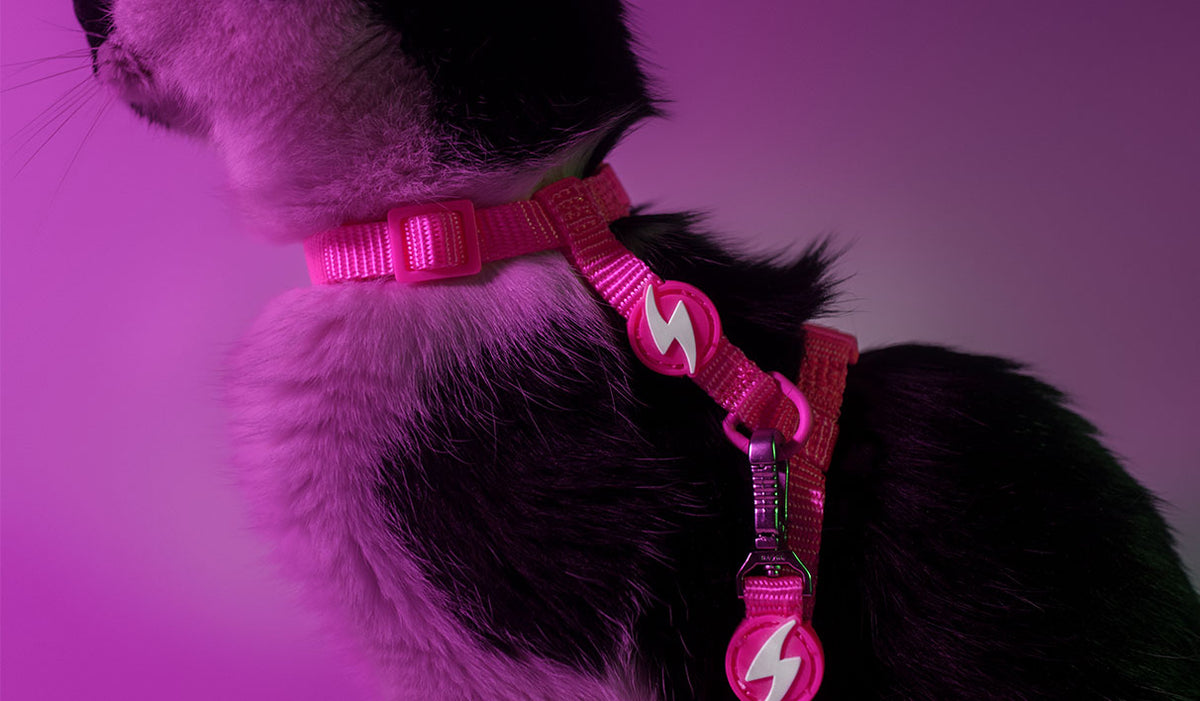 Dashi Neon Pink Cat Harness + Leash — product view 2