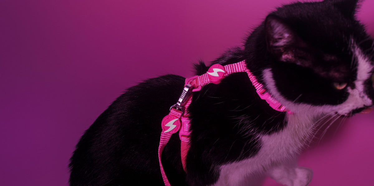 Dashi Neon Pink Cat Harness + Leash — product view 3
