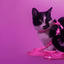 Dashi Neon Pink Cat Harness + Leash — product view 4