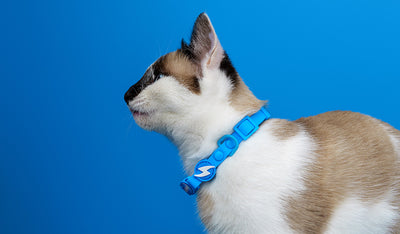 Dashi Colorflex Blue Cat Collar — product view 2