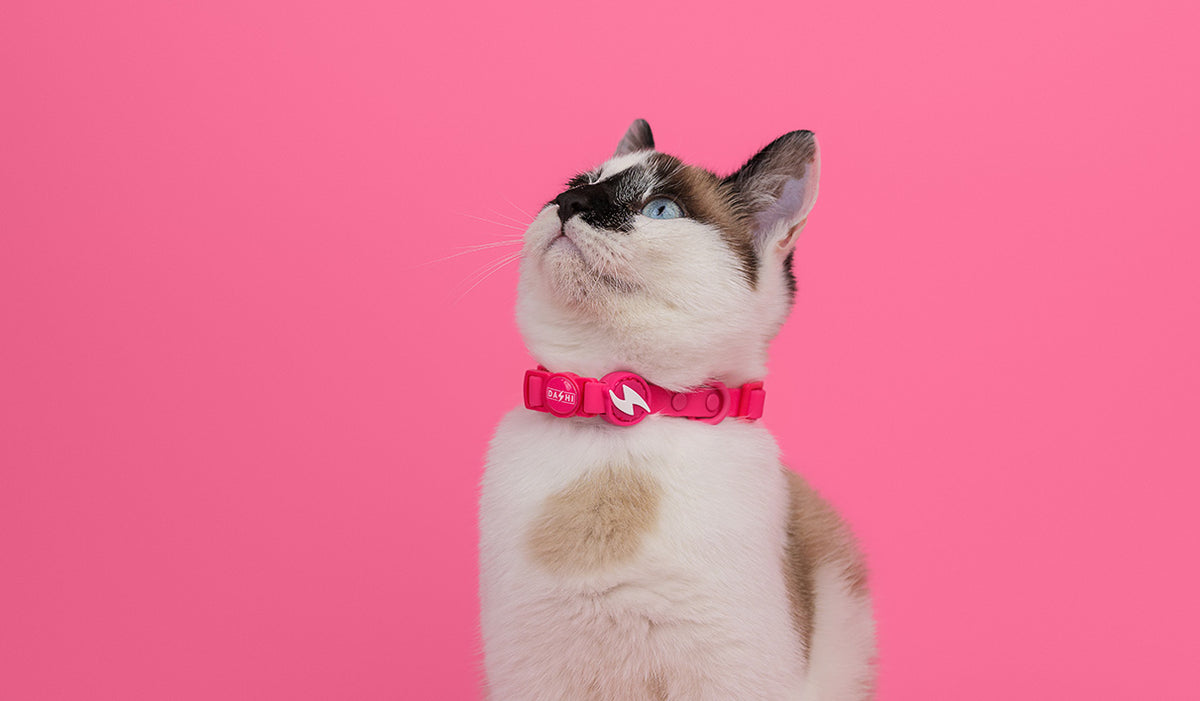Dashi Colorflex Pink Cat Collar — product view 2