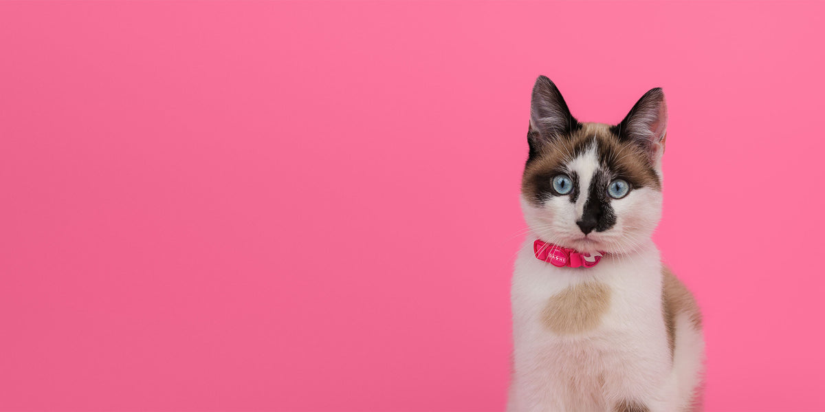 Dashi Colorflex Pink Cat Collar — product view 3