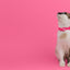 Dashi Colorflex Pink Cat Collar — product view 4