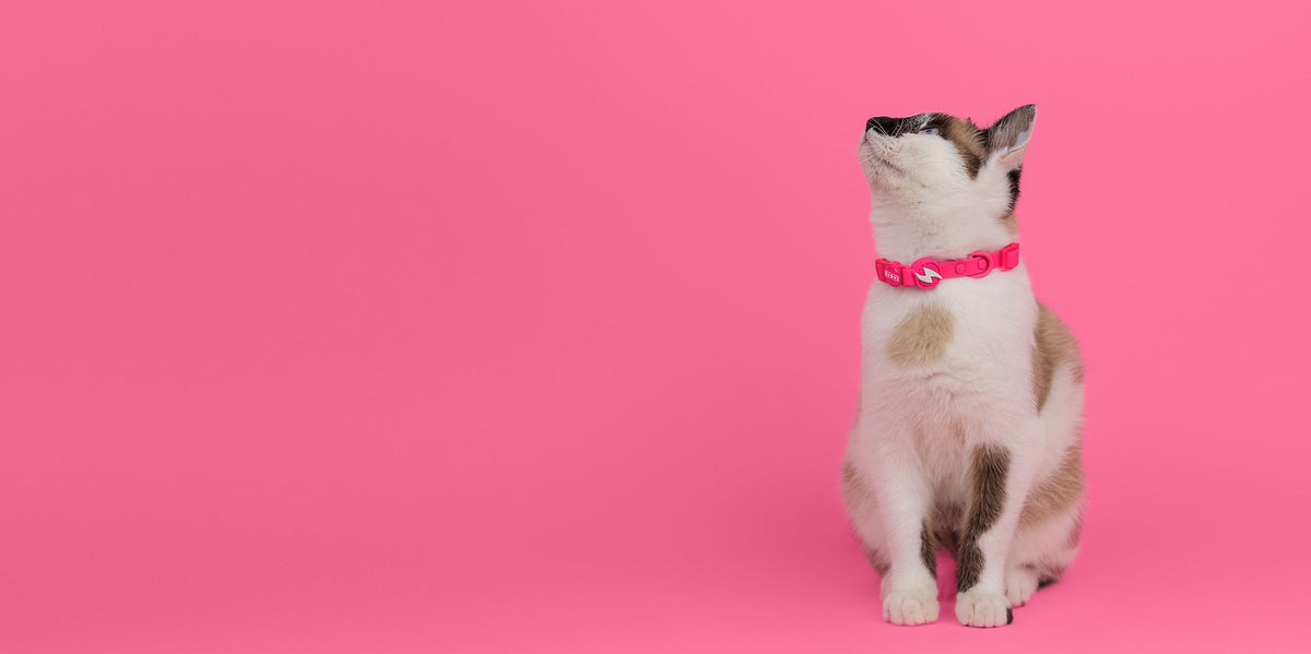 Dashi Colorflex Pink Cat Collar — product view 4