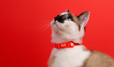 Dashi Colorflex Red Cat Collar — product view 2