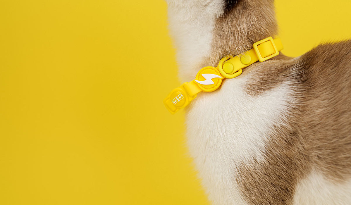 Dashi Colorflex Yellow Cat Collar — product view 2