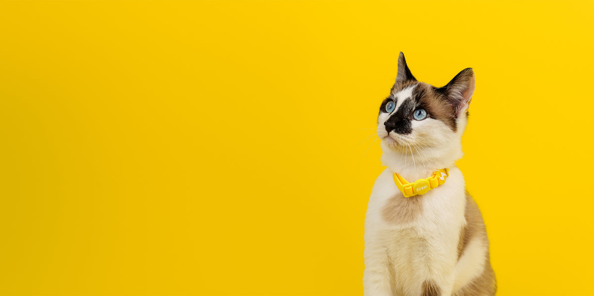 Dashi Colorflex Yellow Cat Collar — product view 3