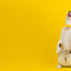 Dashi Colorflex Yellow Cat Collar — product view 4