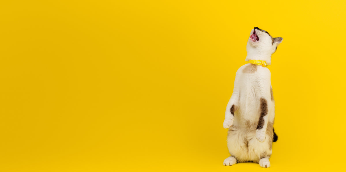 Dashi Colorflex Yellow Cat Collar — product view 4