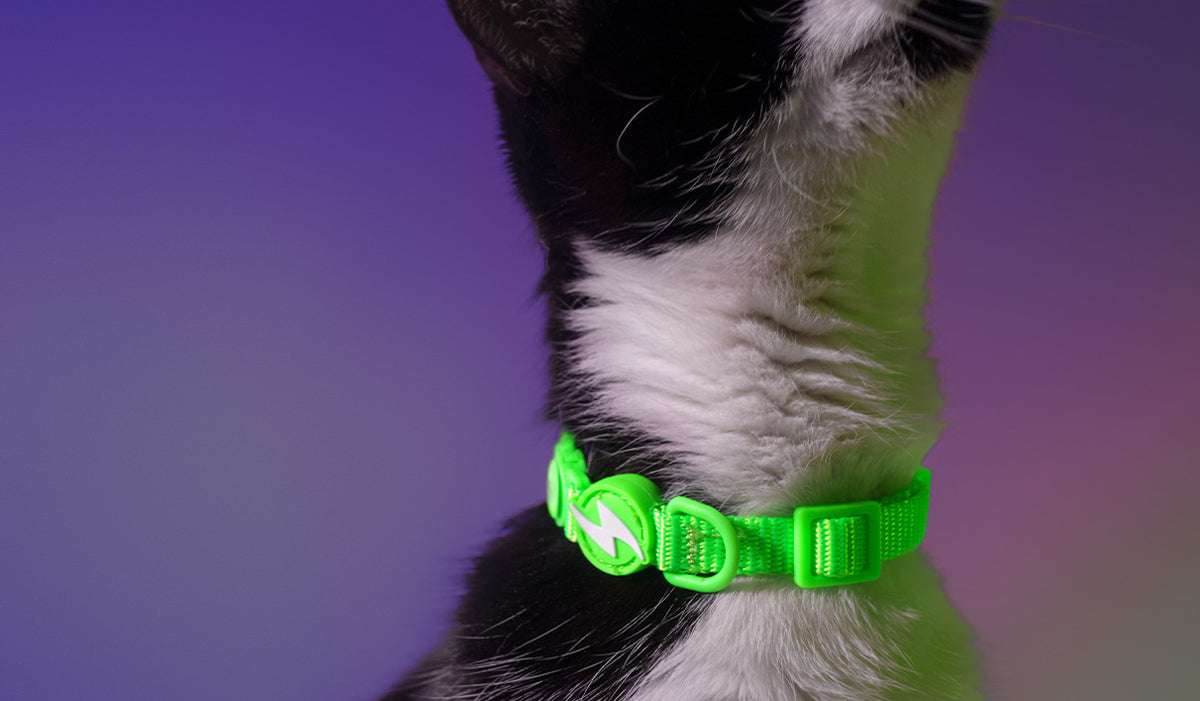 Dashi Neon Green Cat Collar — product view 2