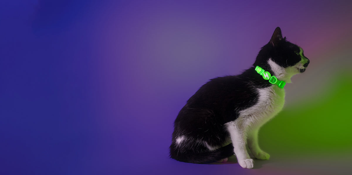 Dashi Neon Green Cat Collar — product view 3