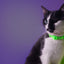 Dashi Neon Green Cat Collar — product view 4