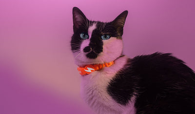 Dashi Neon Orange Cat Collar — product view 2