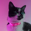 Dashi Neon Pink Cat Collar — product view 2
