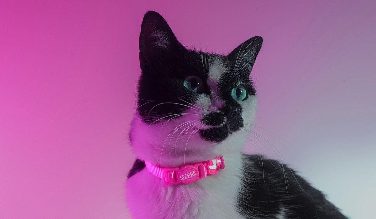 Dashi Neon Pink Cat Collar — product view 2