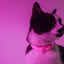 Dashi Neon Pink Cat Collar — product view 3