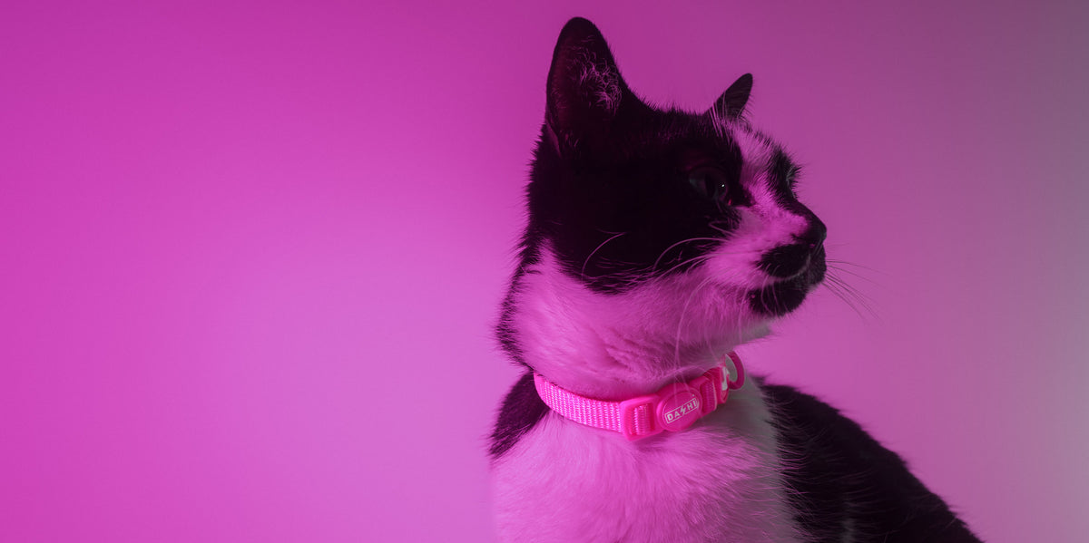 Dashi Neon Pink Cat Collar — product view 3