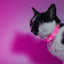 Dashi Neon Pink Cat Collar — product view 4