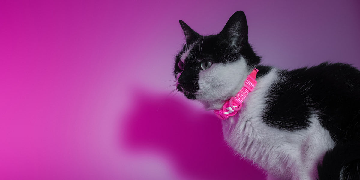 Dashi Neon Pink Cat Collar — product view 4