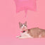 Dashi Solid Baby Pink Cat Collar — product view 3