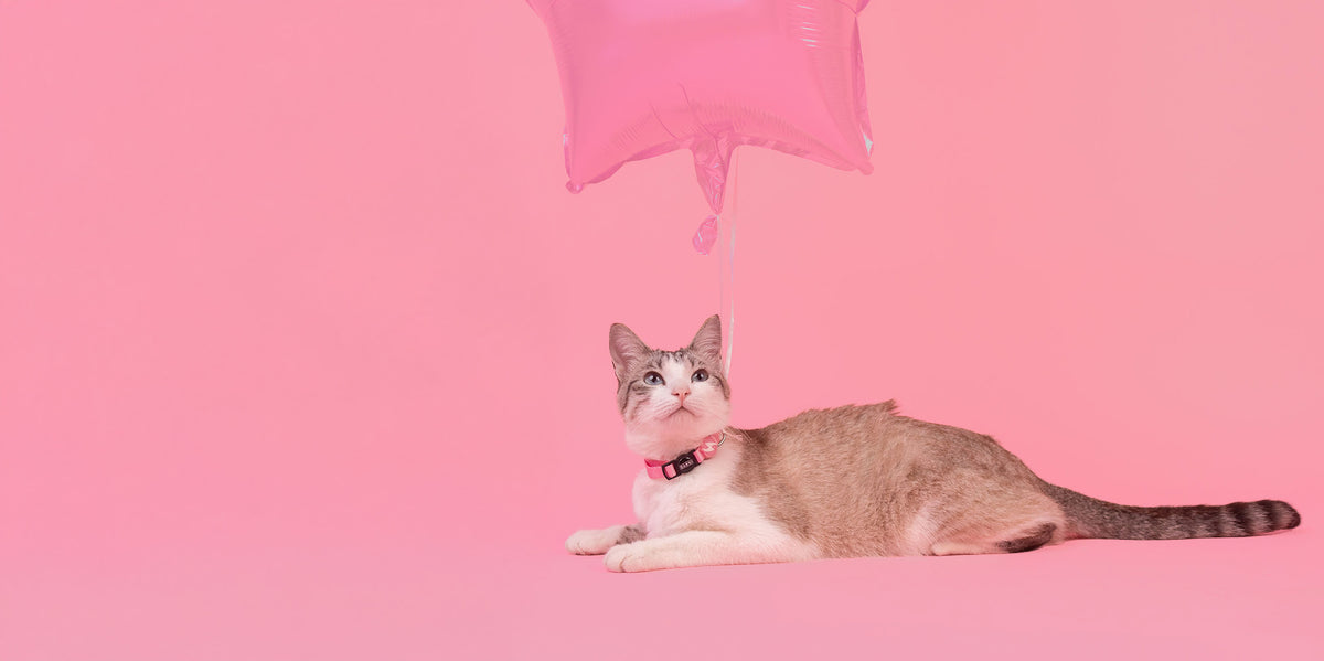 Dashi Solid Baby Pink Cat Collar — product view 3