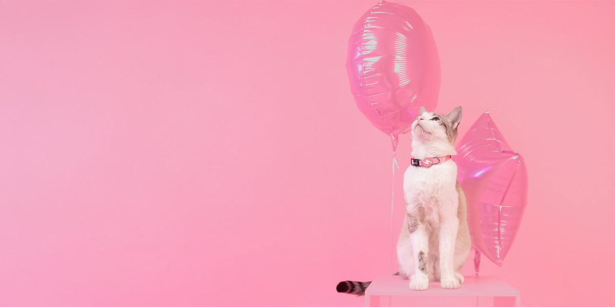 Dashi Solid Baby Pink Cat Collar — product view 4