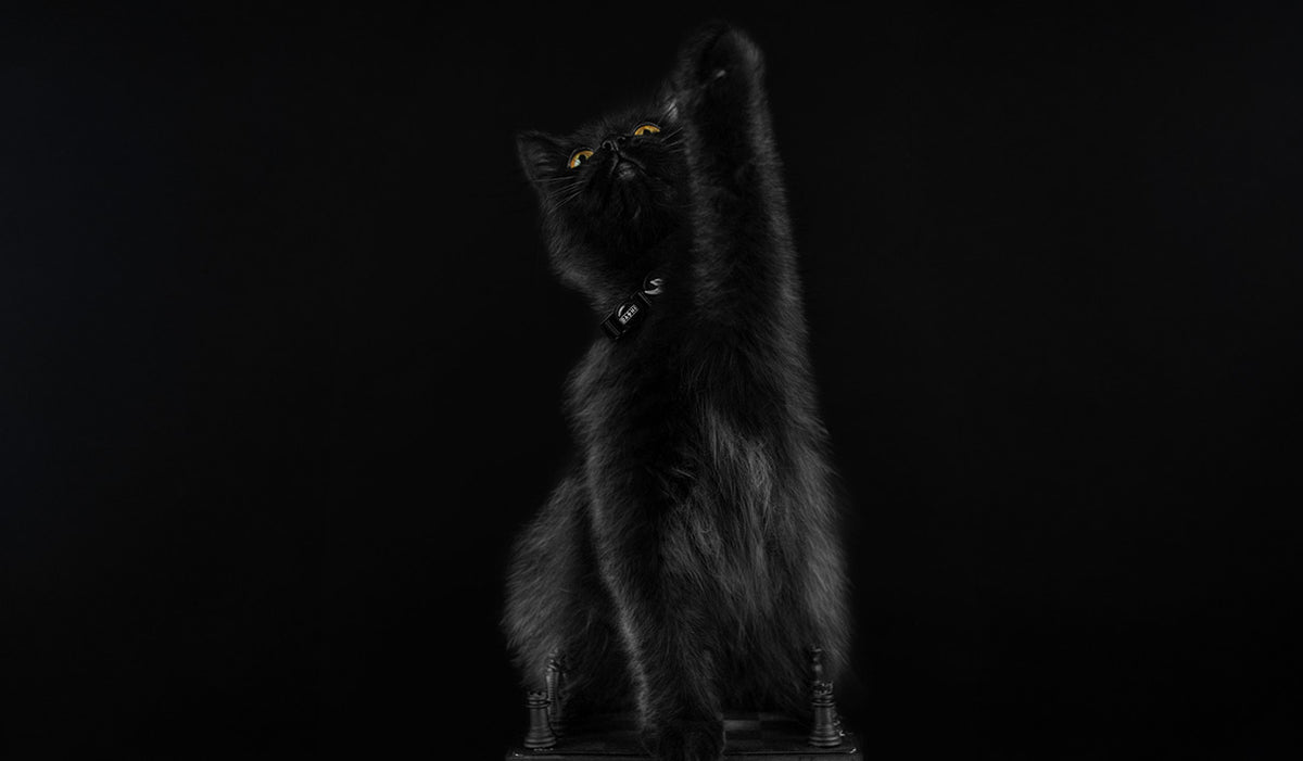 Dashi Solid Black Cat Collar — product view 2