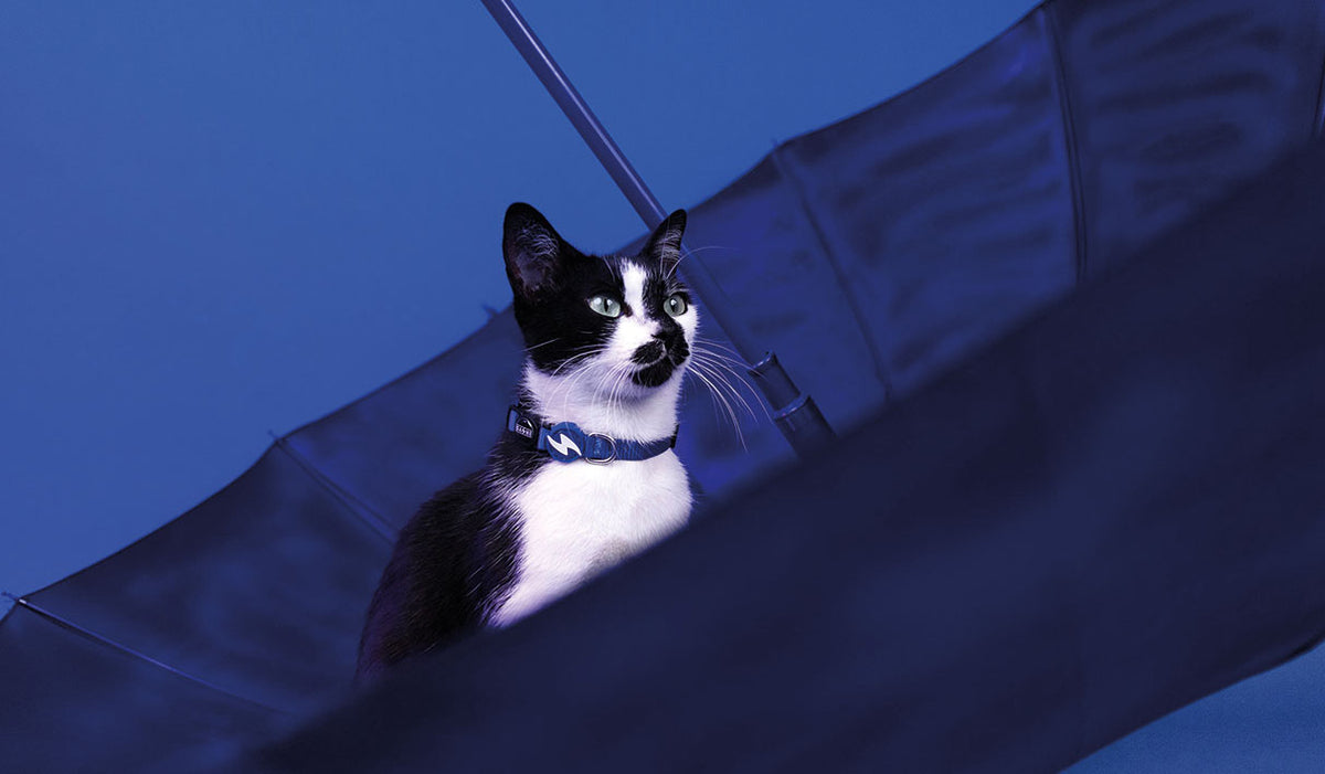 Dashi Solid Blue Cat Collar — product view 2