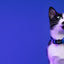 Dashi Solid Blue Cat Collar — product view 3