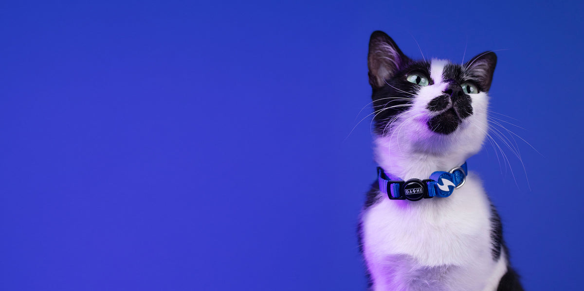 Dashi Solid Blue Cat Collar — product view 3