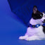Dashi Solid Blue Cat Collar — product view 4