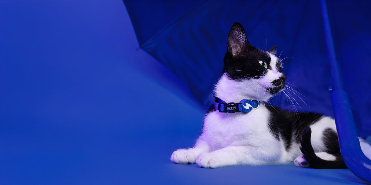 Dashi Solid Blue Cat Collar — product view 4